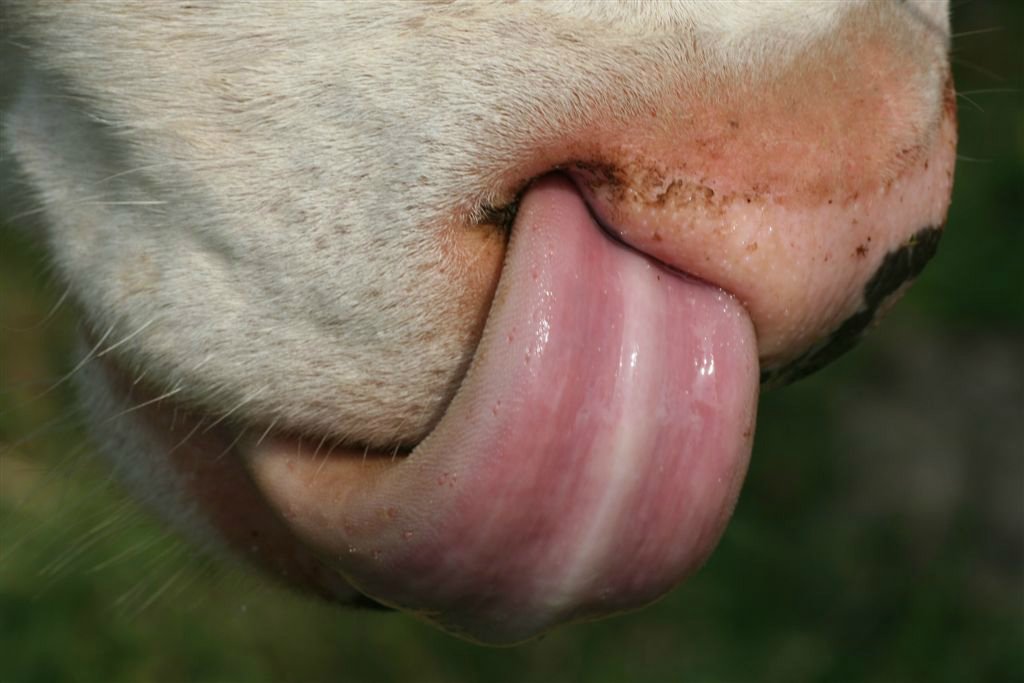 Dieren